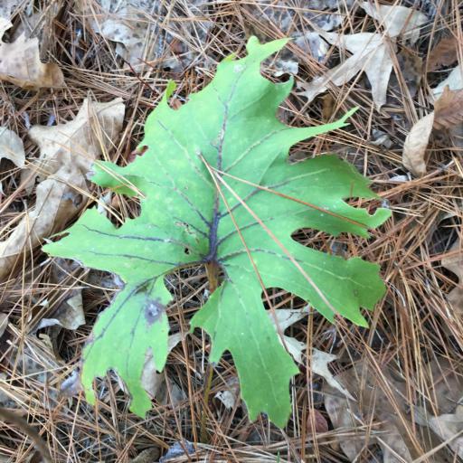Silphium compositum other