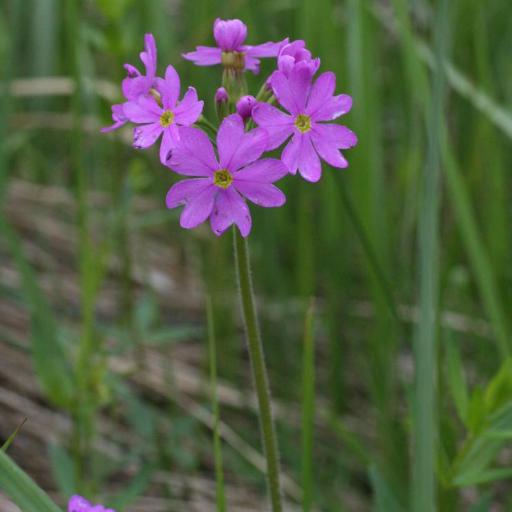 Primula cortusoides other