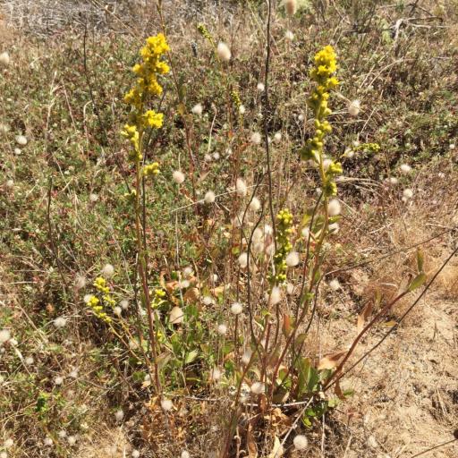 Solidago spathulata other