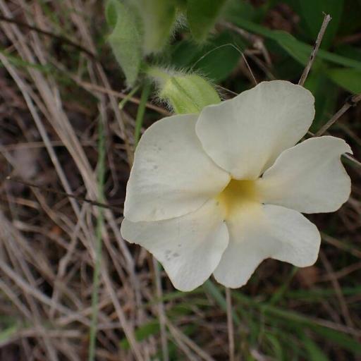 Thunbergia atriplicifolia other