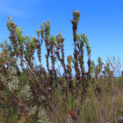 Protea compacta other