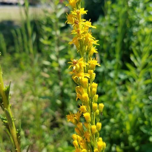 Solidago mexicana — search result for 'Solidago'