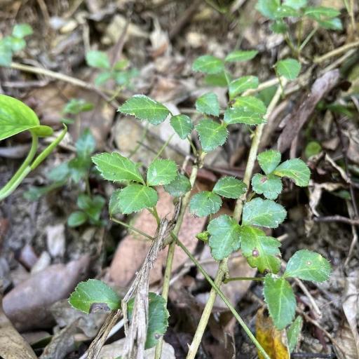 Eleutherococcus trifoliatus — houseplant care guide