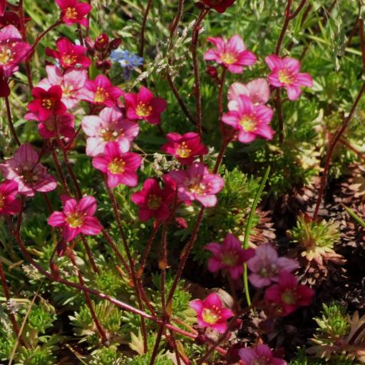 Saxifraga × arendsii other