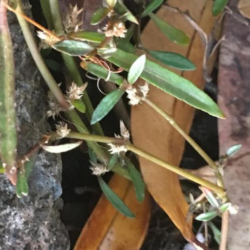 Alternanthera nahui — search result for 'Alternanthera'