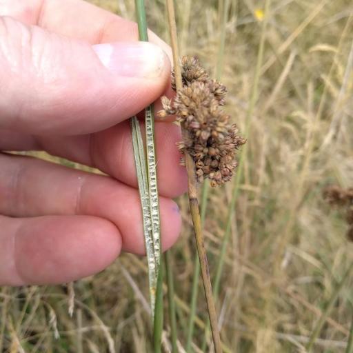 Juncus australis other