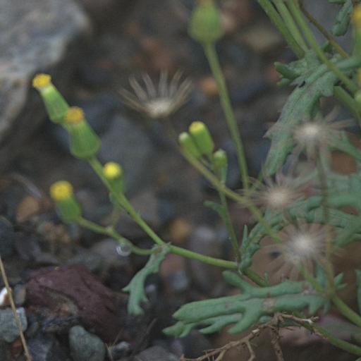 Senecio dubitabilis — houseplant care guide