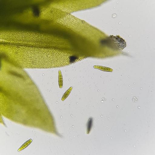 Zygodon conoideus other