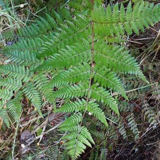 Hypolepis ambigua other