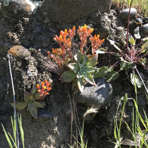 Dudleya cymosa other