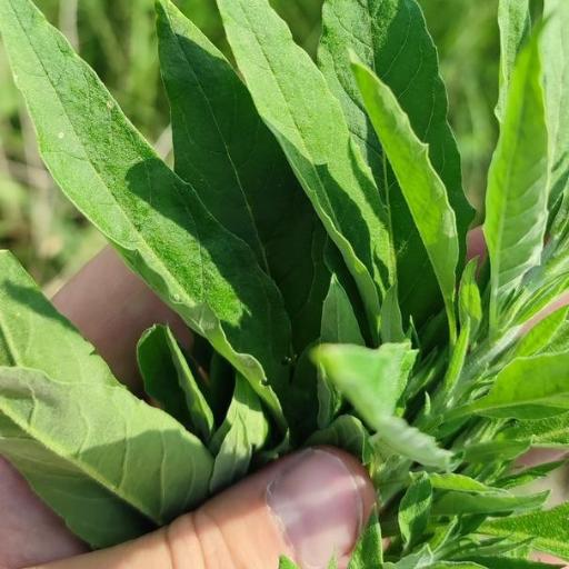 Axyris amaranthoides — houseplant care guide