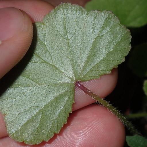 Hydrocotyle hirta — search result for 'Hydrocotyle'