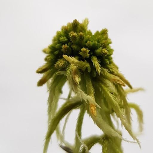 Sphagnum fallax other