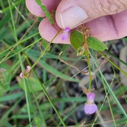 Maekawaea rhytidophylla other