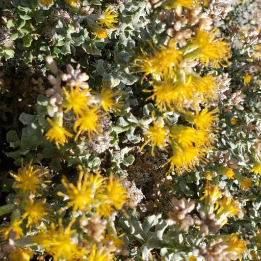 Ericameria cuneata — related species from the same genus