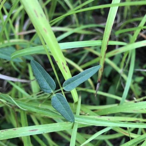 Strophostyles umbellata — related species from the same genus