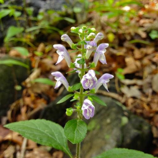 Scutellaria elliptica — houseplant care guide