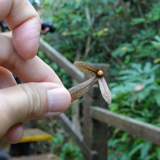 Engelhardia roxburghiana other