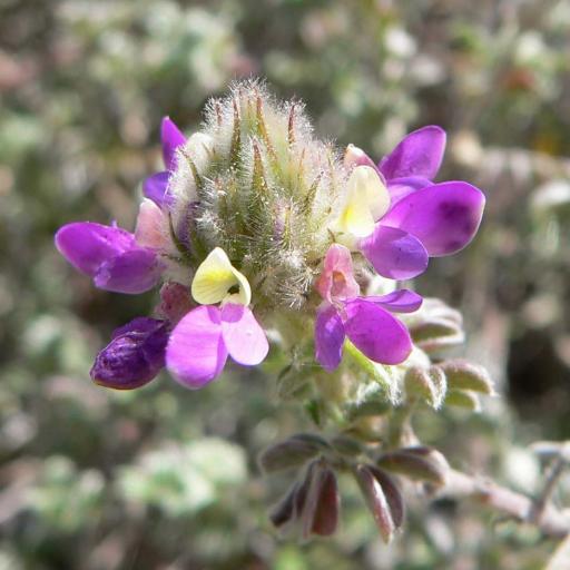 Dalea greggii — houseplant care guide