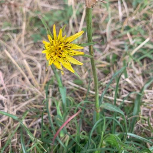 Tragopogon minor other