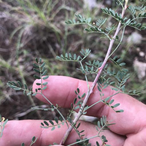 Mimosa borealis other