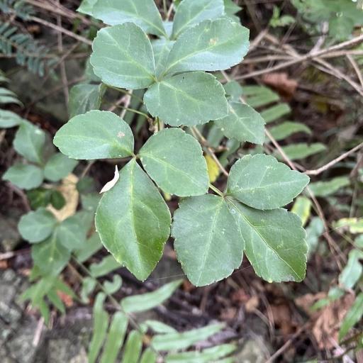 Eleutherococcus trifoliatus other