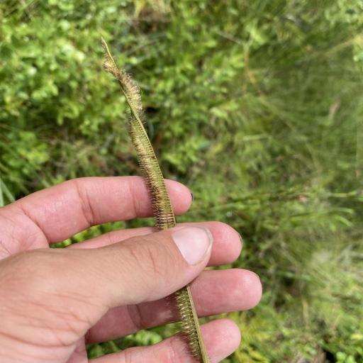 Ctenium aromaticum — related species from the same genus