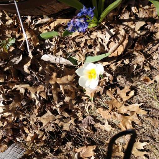 Tulipa urumiensis — search result for 'Tulipa'