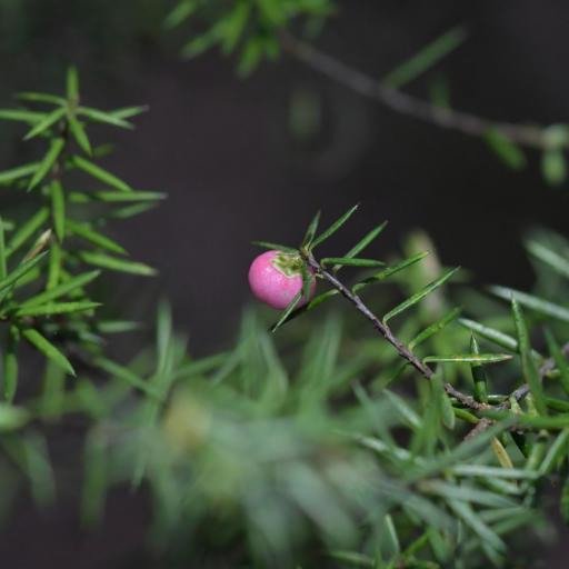 Leptecophylla juniperina other