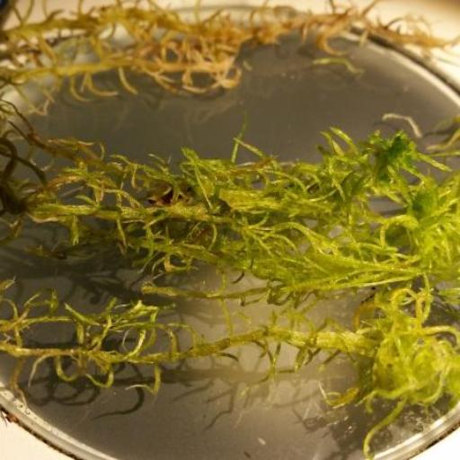 Sphagnum flexuosum other