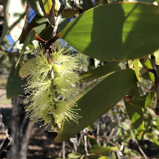 Melaleuca viridiflora other