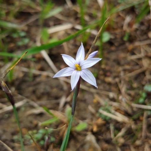 Sisyrinchium campestre other