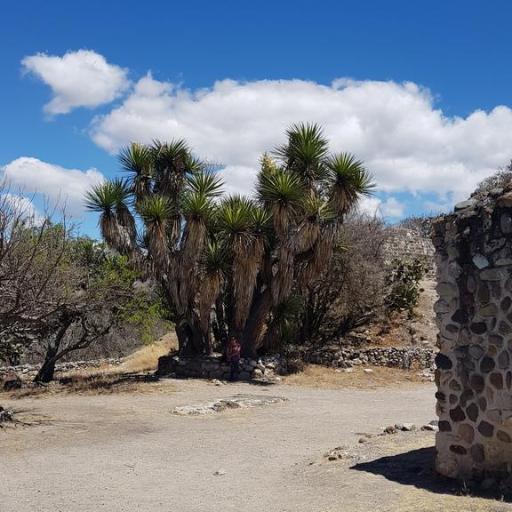 Yucca periculosa other