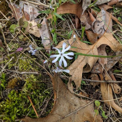Phlox bifida other