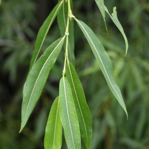 Salix rorida — houseplant care guide