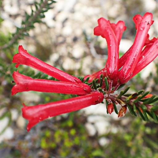 Erica regia other