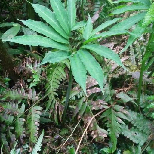 Arisaema heterophyllum other