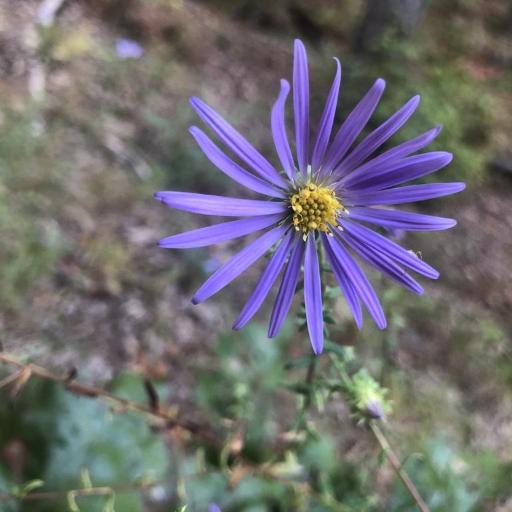 Symphyotrichum grandiflorum — search result for 'Symphyotrichum'