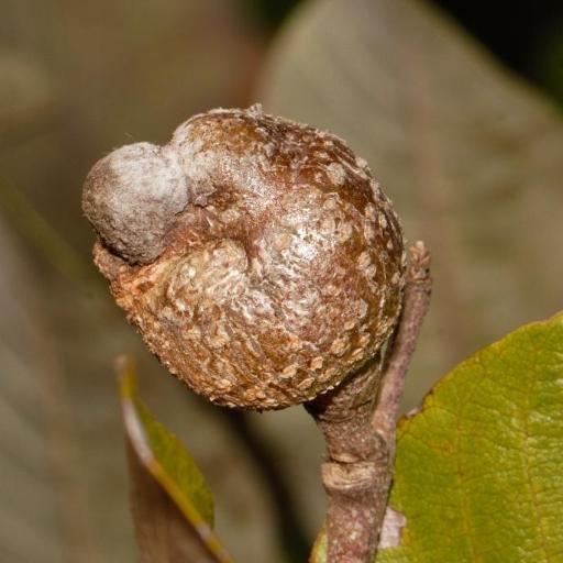 Parinari curatellifolia other