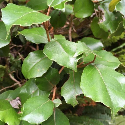 Olearia arborescens other
