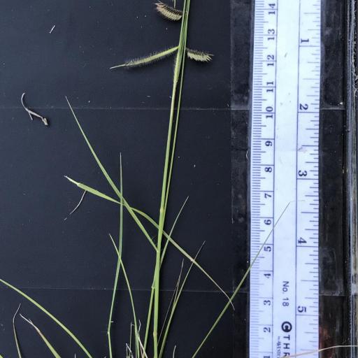 Bouteloua hirsuta other