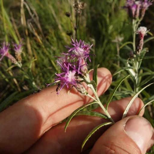 Saussurea salicifolia other