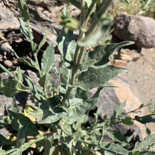 Nicotiana obtusifolia other