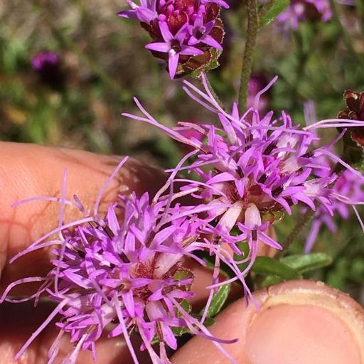 Carphephorus bellidifolius other