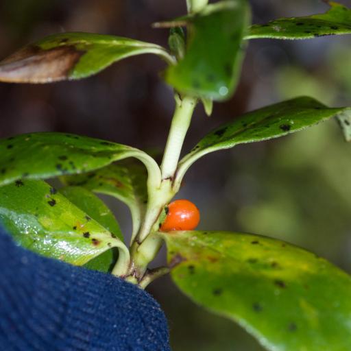 Coprosma serrulata — houseplant care guide