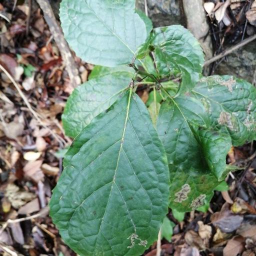 Ehretia resinosa other