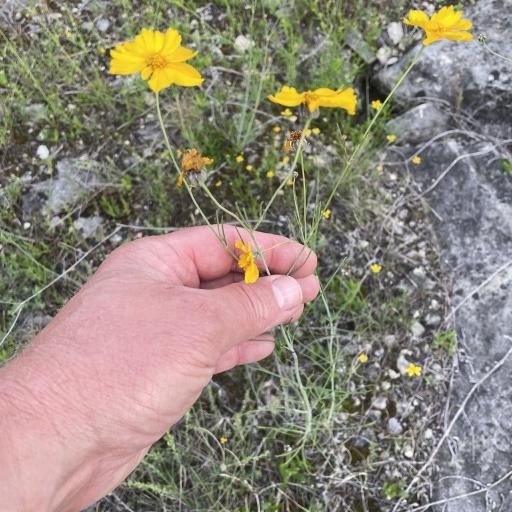 Thelesperma simplicifolium other