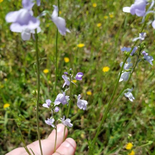 Nuttallanthus texanus other
