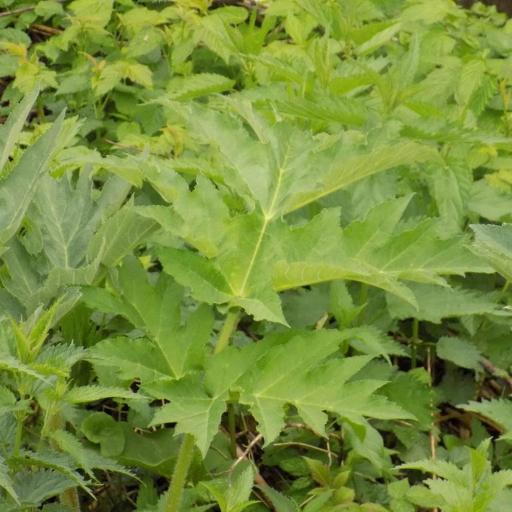 Heracleum dissectum other