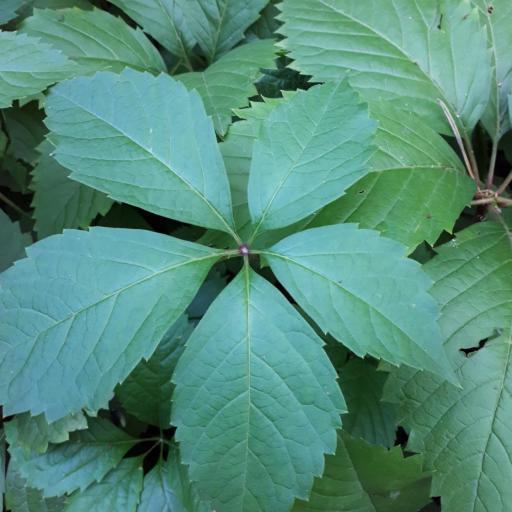 Parthenocissus vitacea other